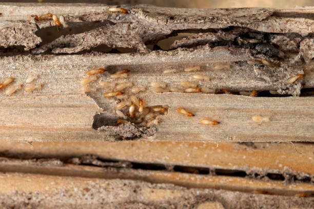 Best Pest Control for Homes  in Overland, MO